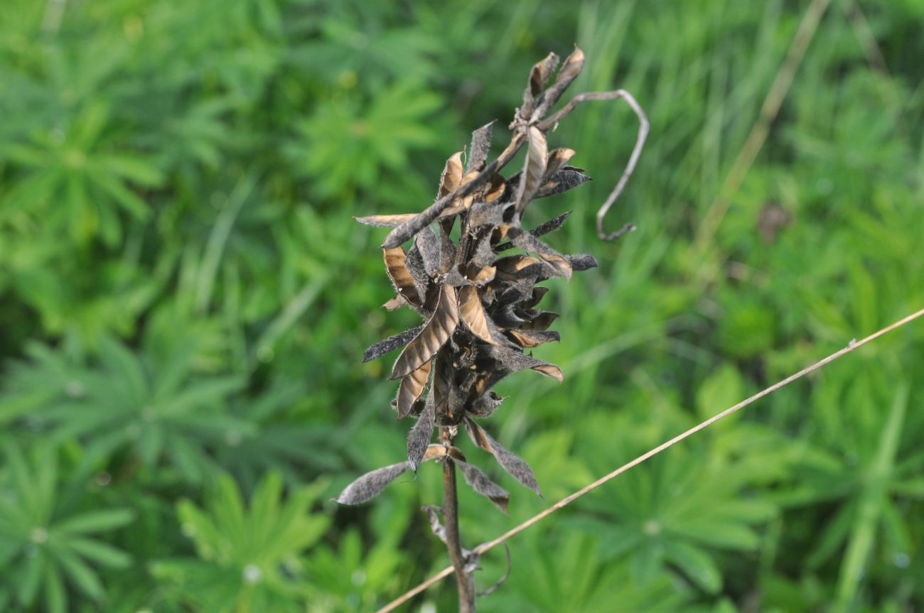 Image of Lupinus polyphyllus specimen.