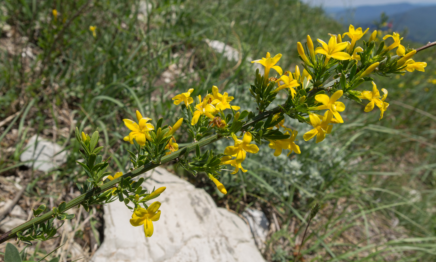 Image of Jasminum fruticans specimen.