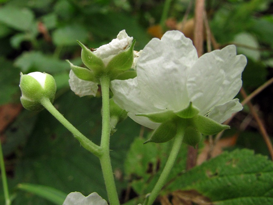 Image of Rubus caesius specimen.