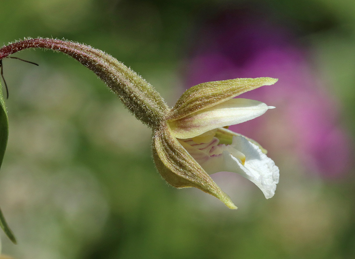 Изображение особи Epipactis palustris.