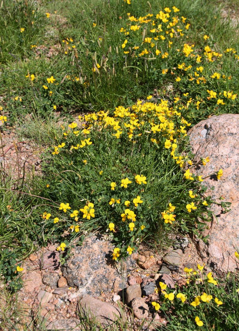 Image of Lotus ruprechtii specimen.