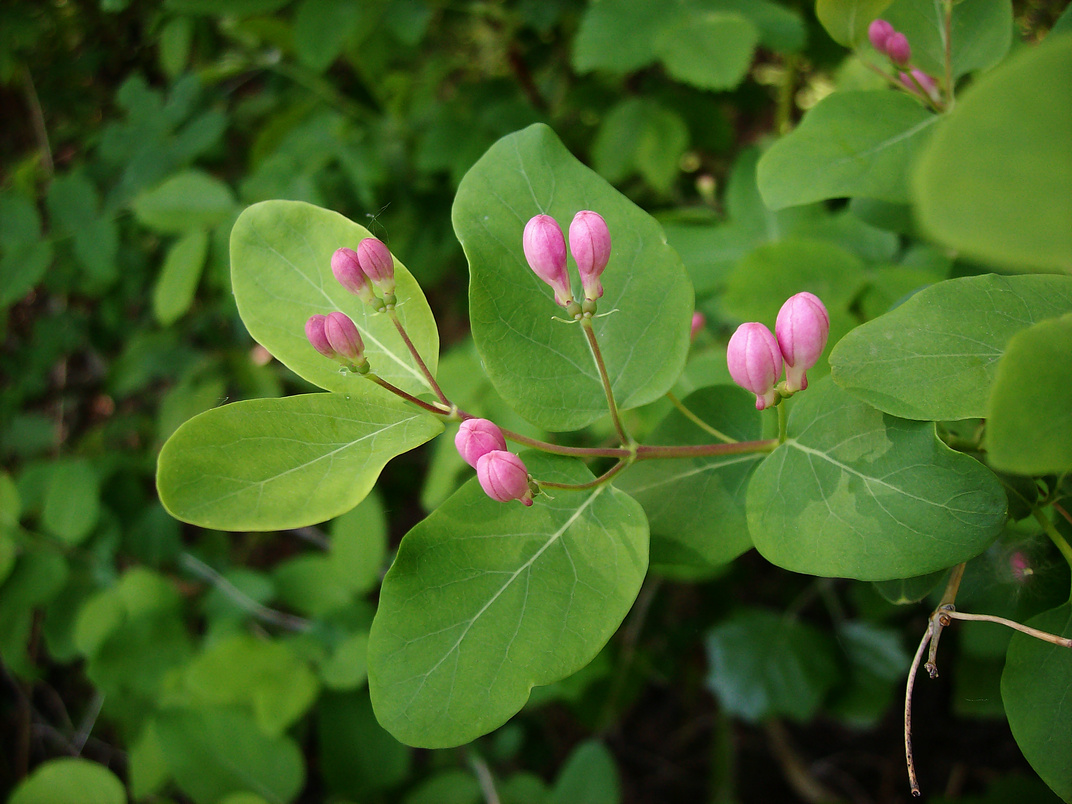 Image of Lonicera tatarica specimen.