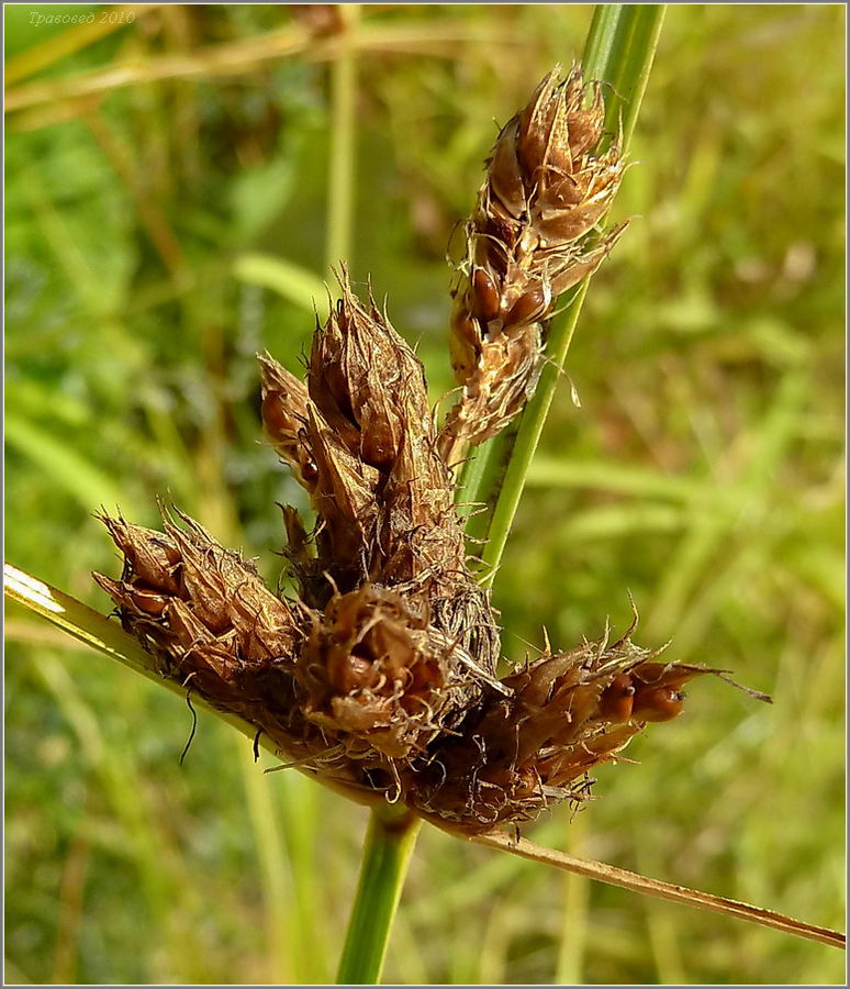 Image of Bolboschoenus planiculmis specimen.