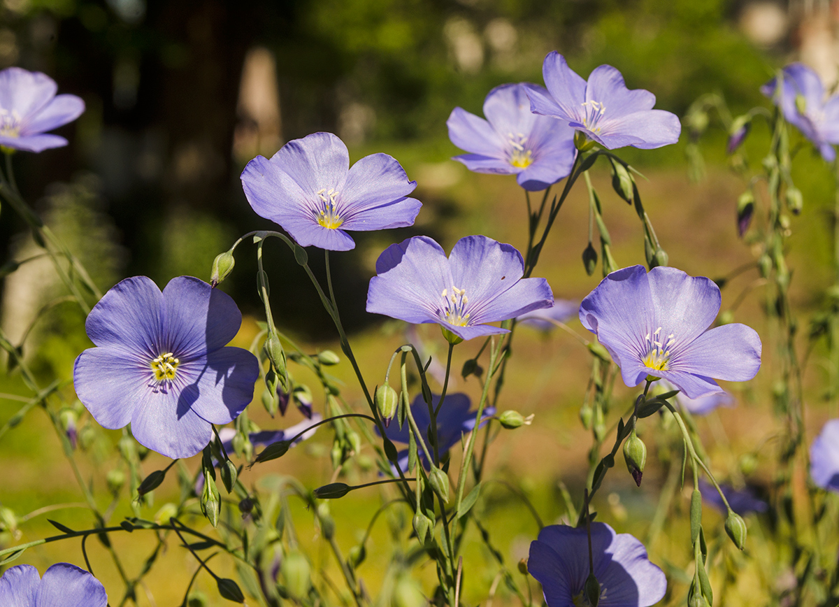 Image of Linum austriacum specimen.