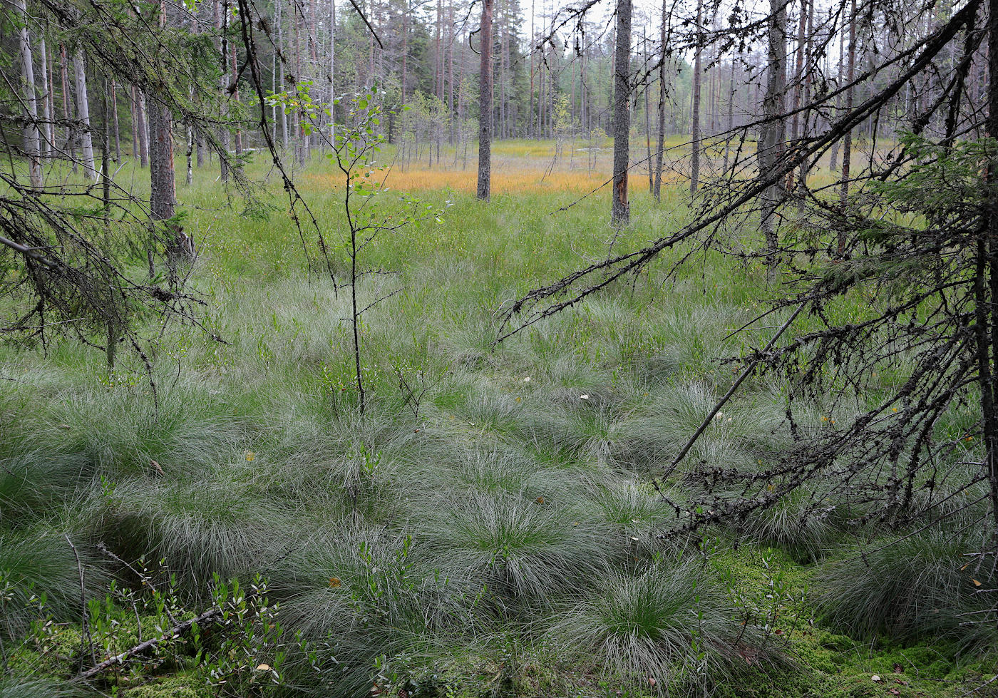 Image of Molinia caerulea specimen.