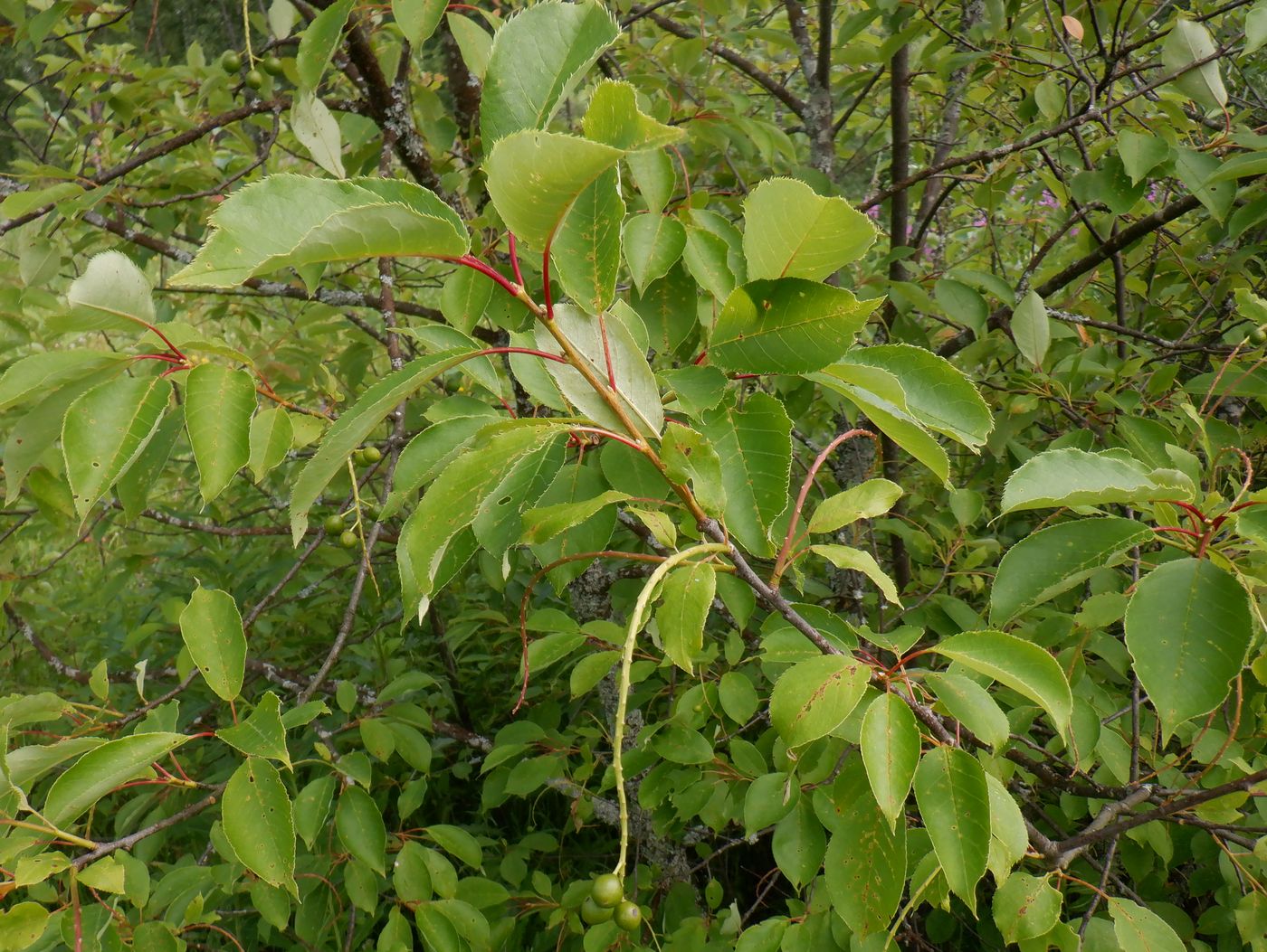 Image of Padus virginiana specimen.