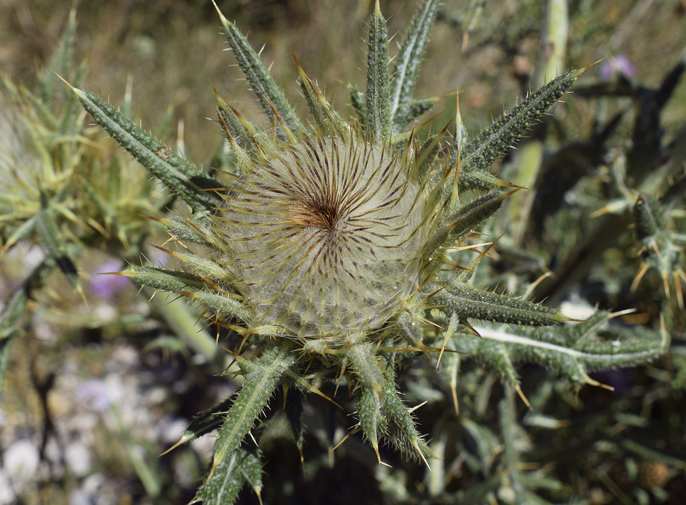 Image of Cirsium richterianum specimen.