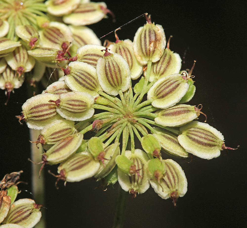 Image of Angelica anomala specimen.