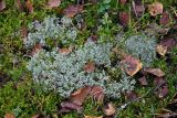 Cladonia rangiferina. Талломы на почве среди мхов. Московская обл., Дмитровский городской округ, долина р. Якоть, смешанный лес. 19.09.2020.