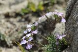 View full-size image Parrya fruticulosa