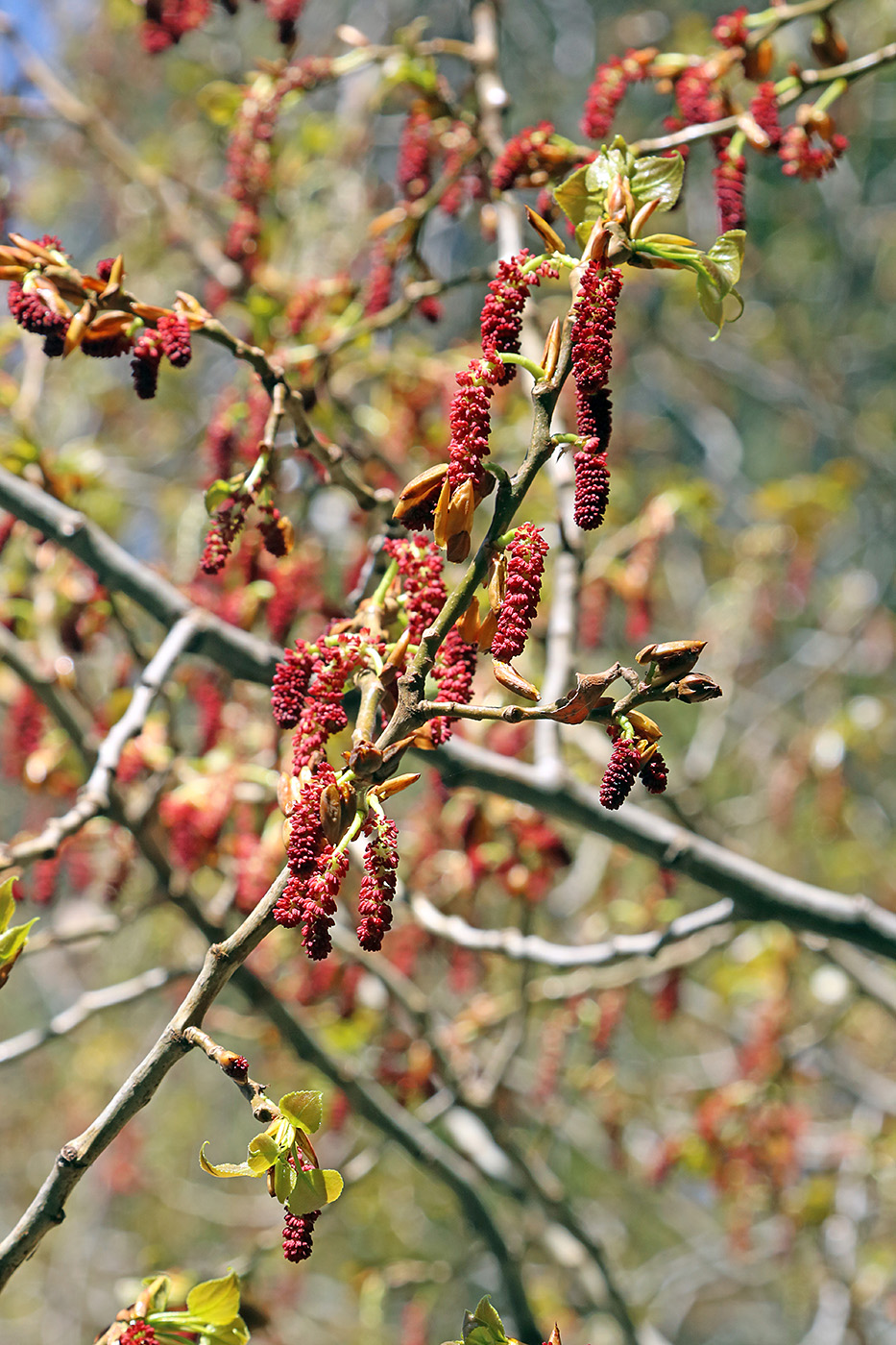 Image of Populus afghanica specimen.