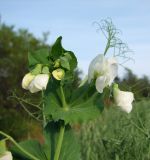 Pisum sativum. Верхушка цветущего побега. Магаданская обл., Ольский р-н, окр. пгт Ола, овсяное поле. 26.08.2017.