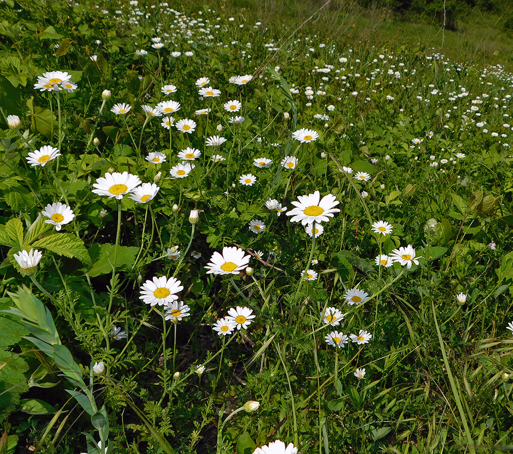 Изображение особи Anthemis austriaca.