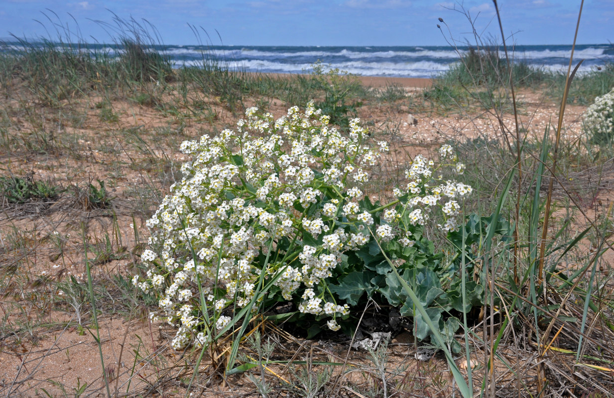 Изображение особи Crambe maritima.