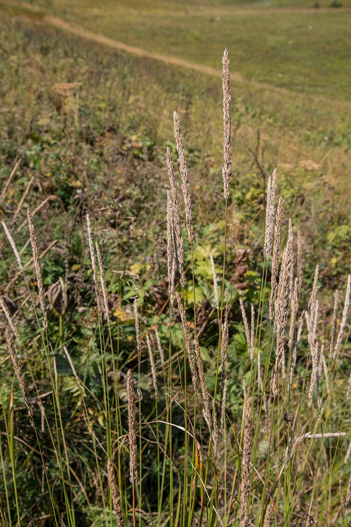 Image of Calamagrostis arundinacea specimen.