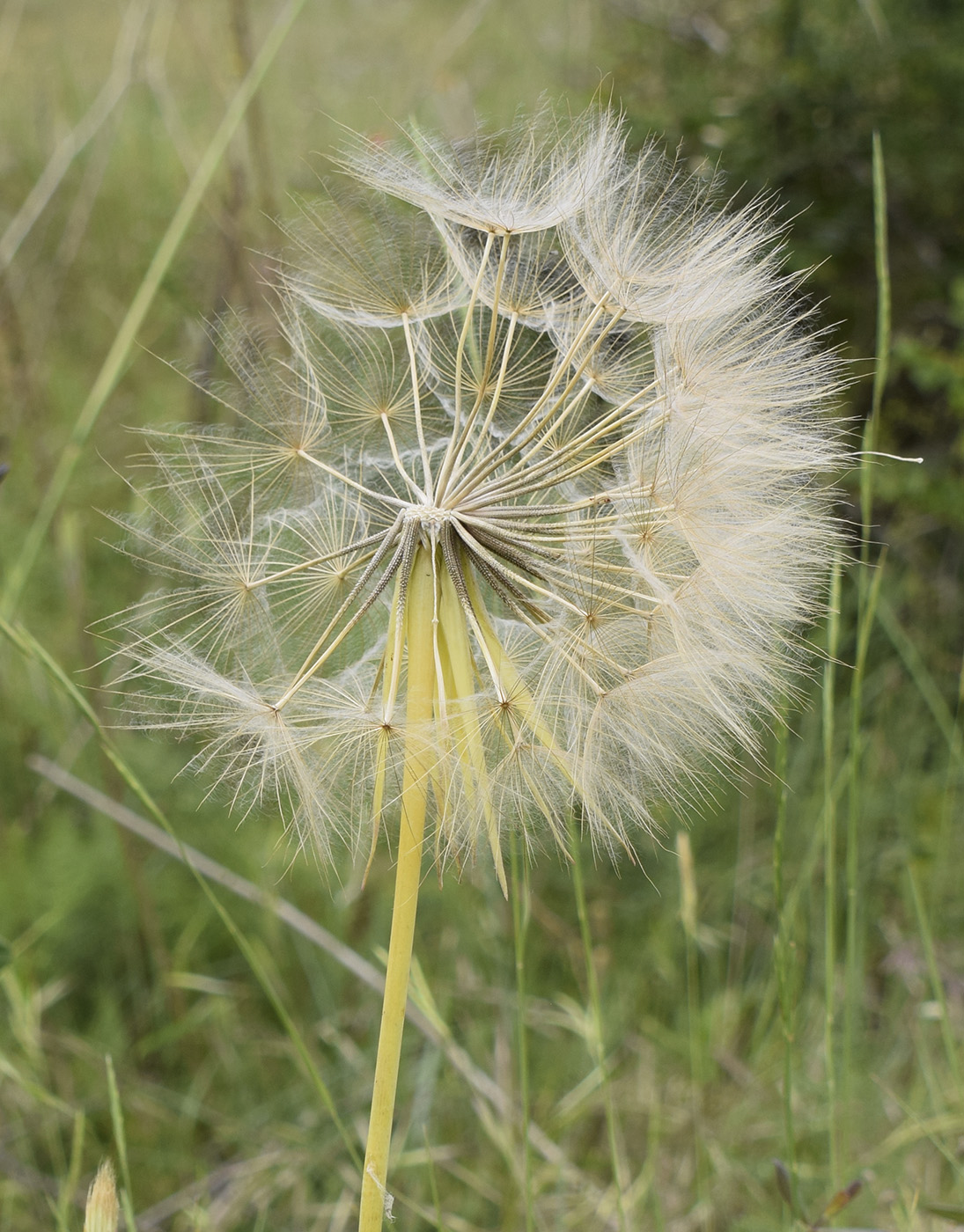 Image of Tragopogon porrifolius specimen.