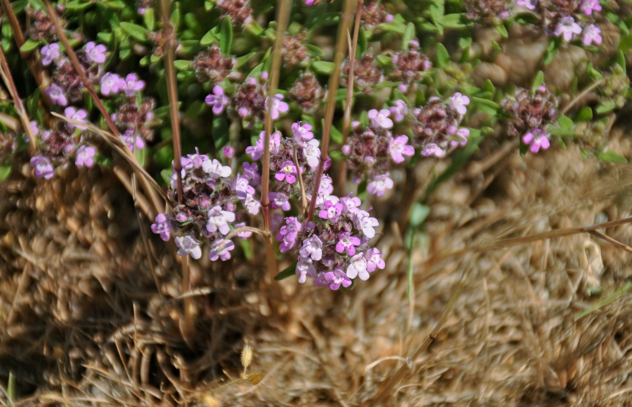 Изображение особи род Thymus.