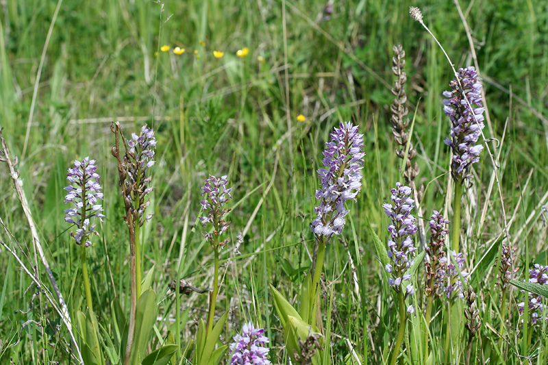 Image of Orchis militaris specimen.