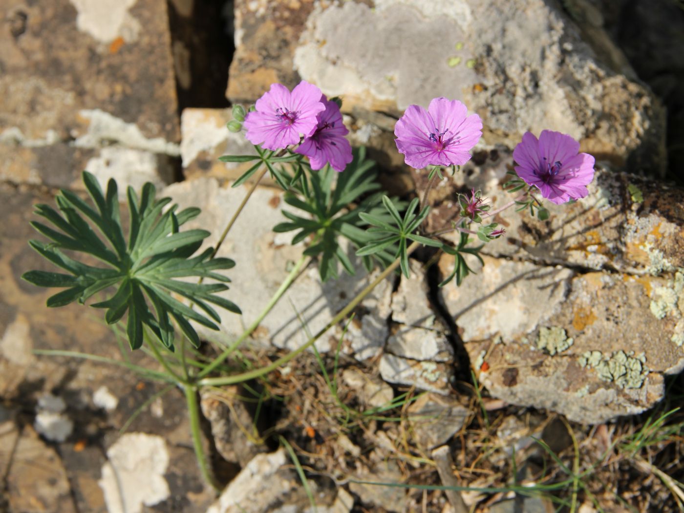 Изображение особи Geranium charlesii.