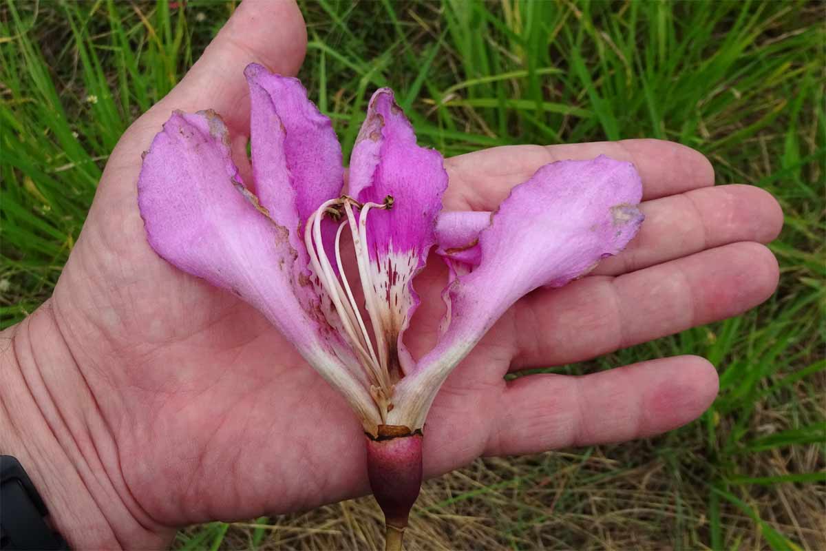 Image of Ceiba pubiflora specimen.
