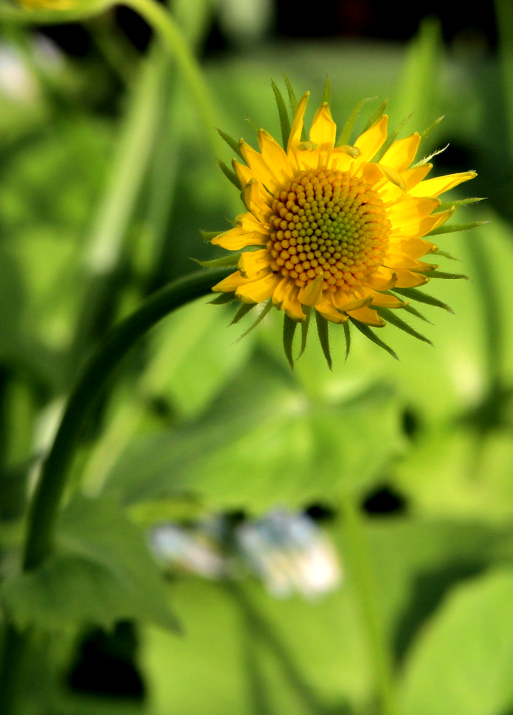 Изображение особи Doronicum orientale.