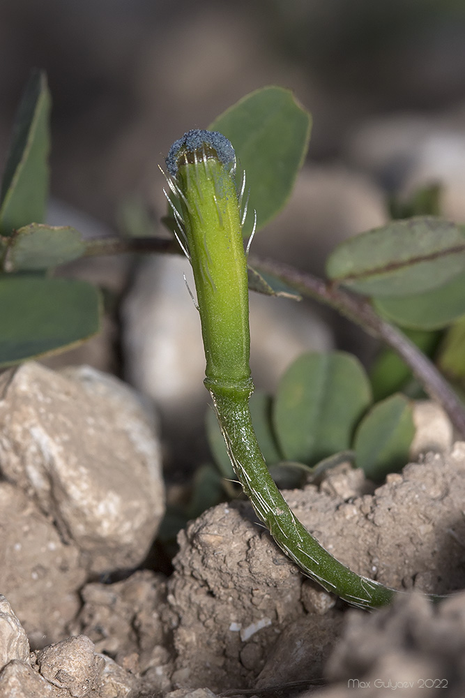 Image of familia Papaveraceae specimen.