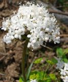 Valeriana capitata. Соцветие с белыми цветками. Якутия, Мирнинский р-н, окр. пос. Светлый. 14.06.2009.