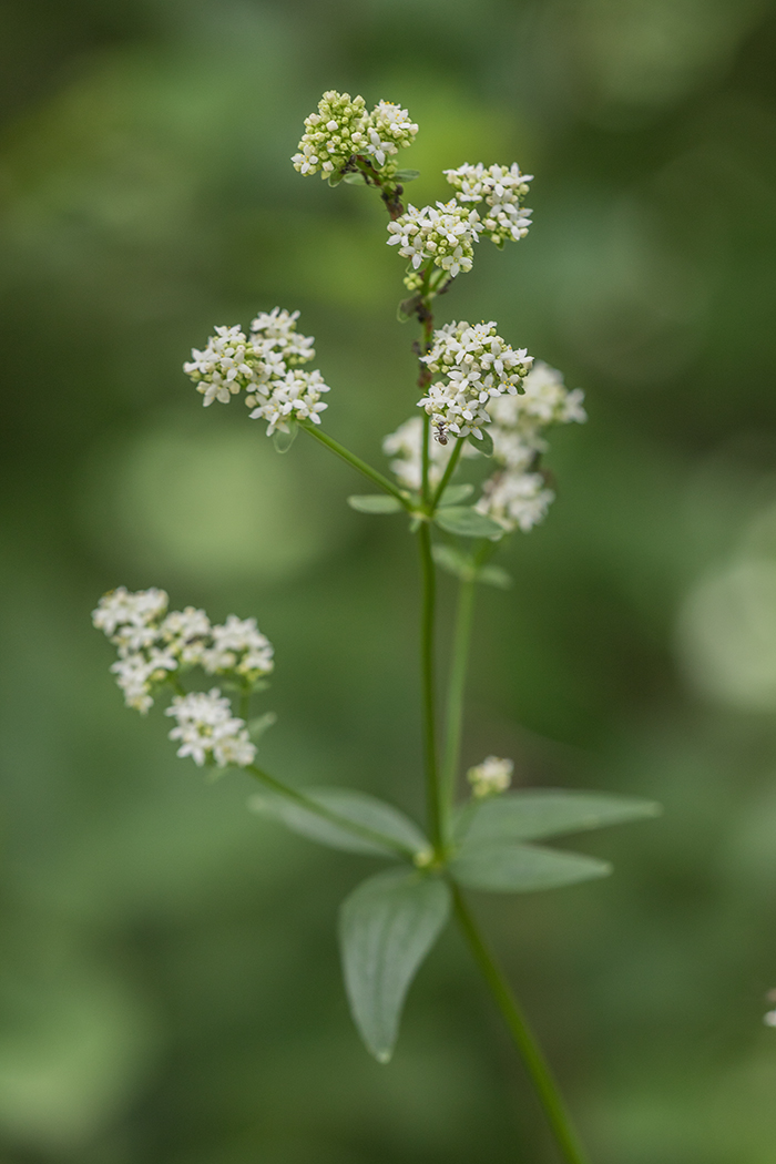 Image of Galium rubioides specimen.