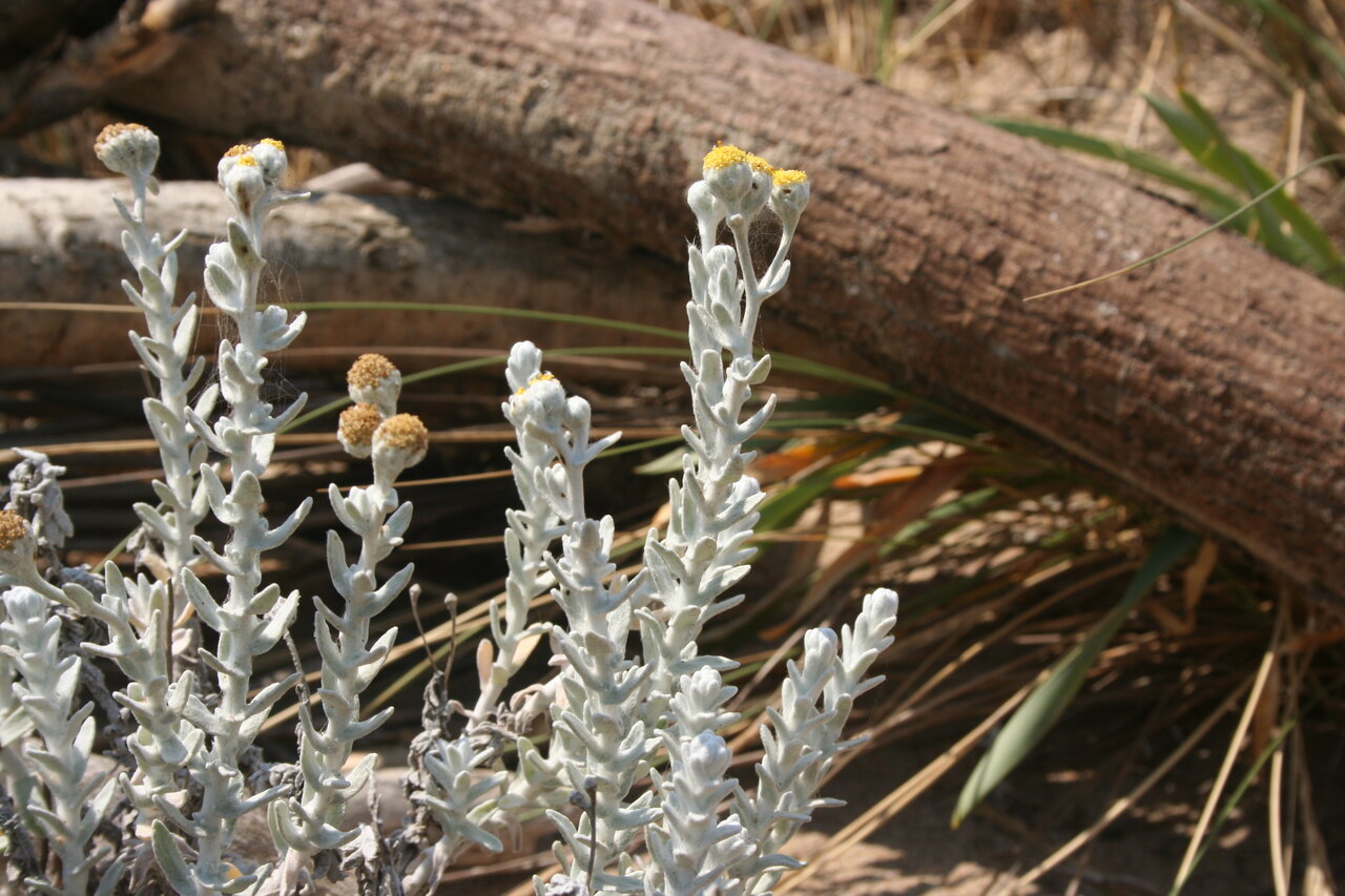 Изображение особи Otanthus maritimus.