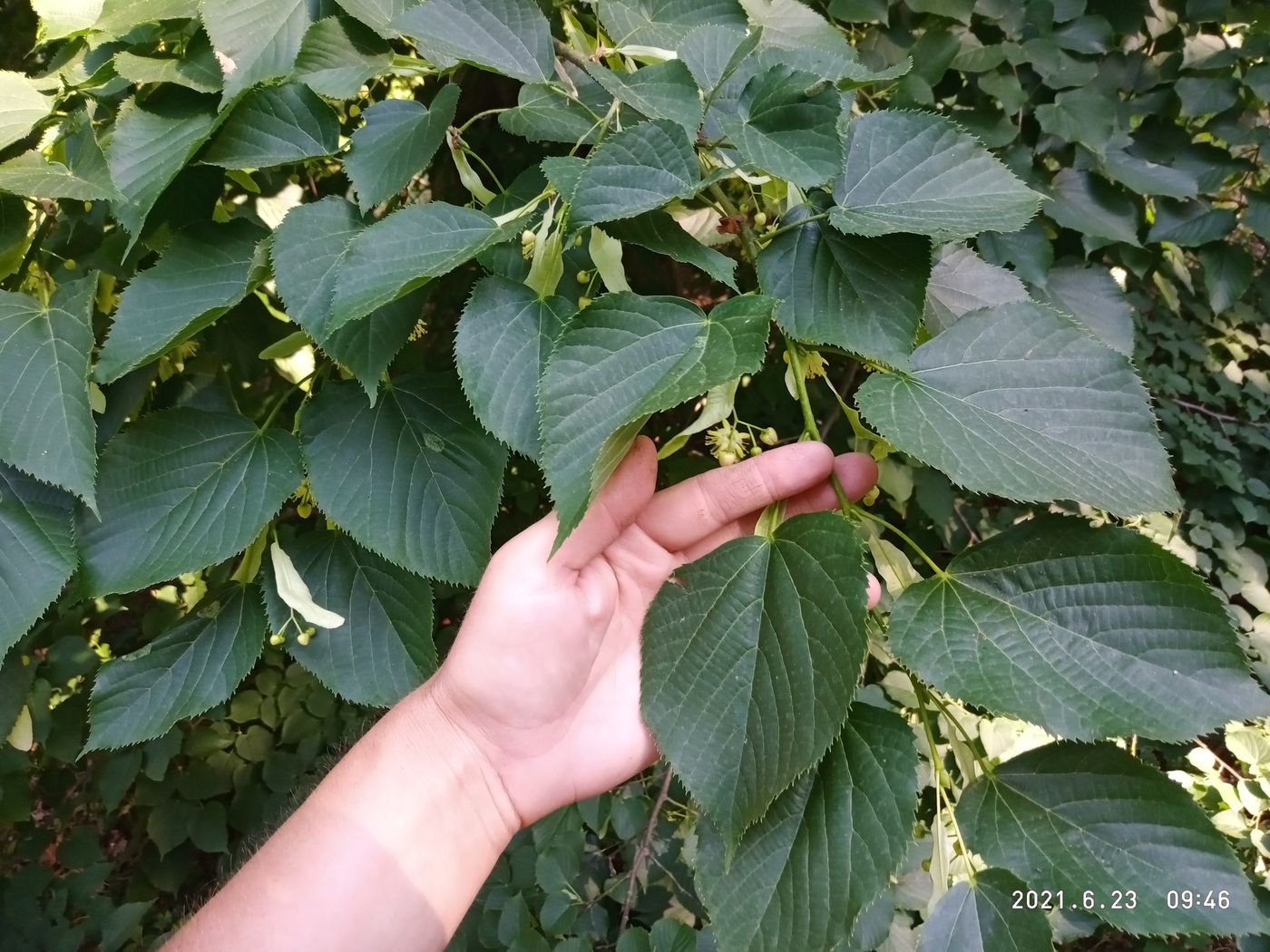 Image of Tilia begoniifolia specimen.