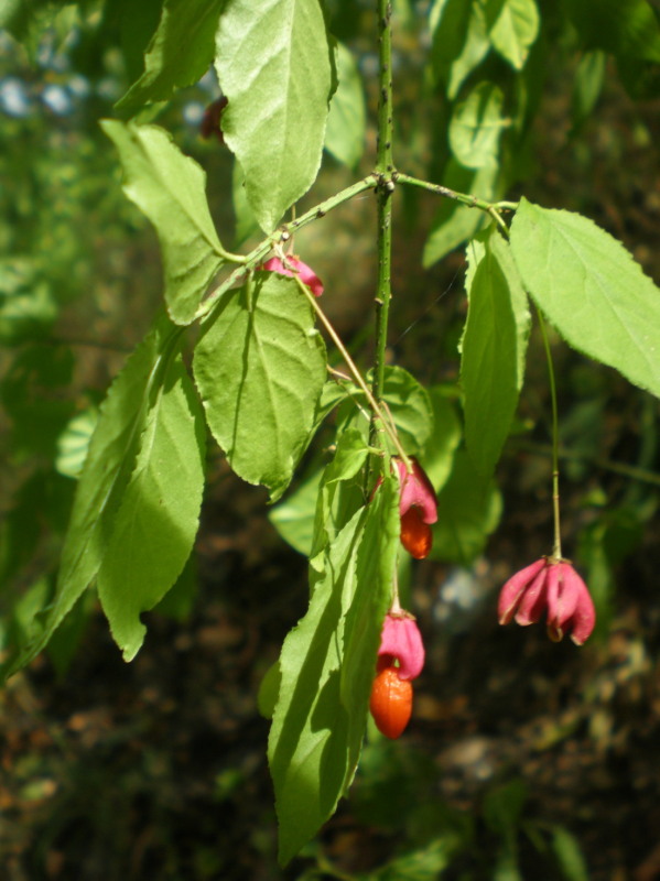 Изображение особи род Euonymus.