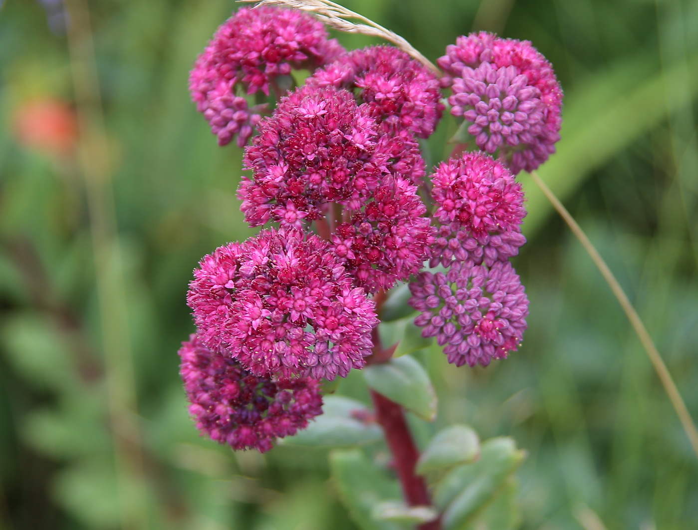 Изображение особи Hylotelephium triphyllum.