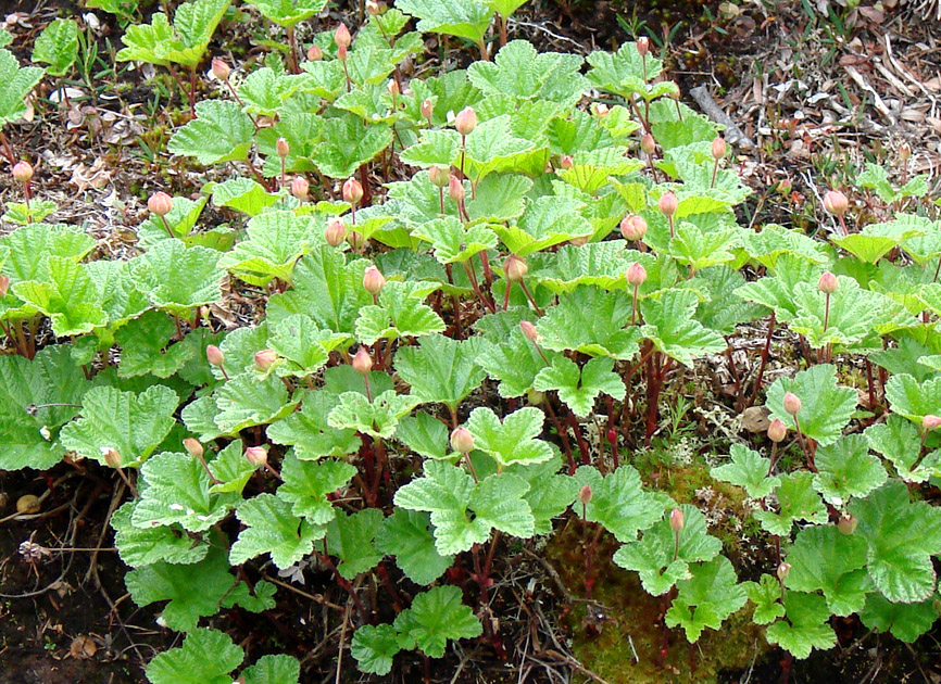 Изображение особи Rubus chamaemorus.