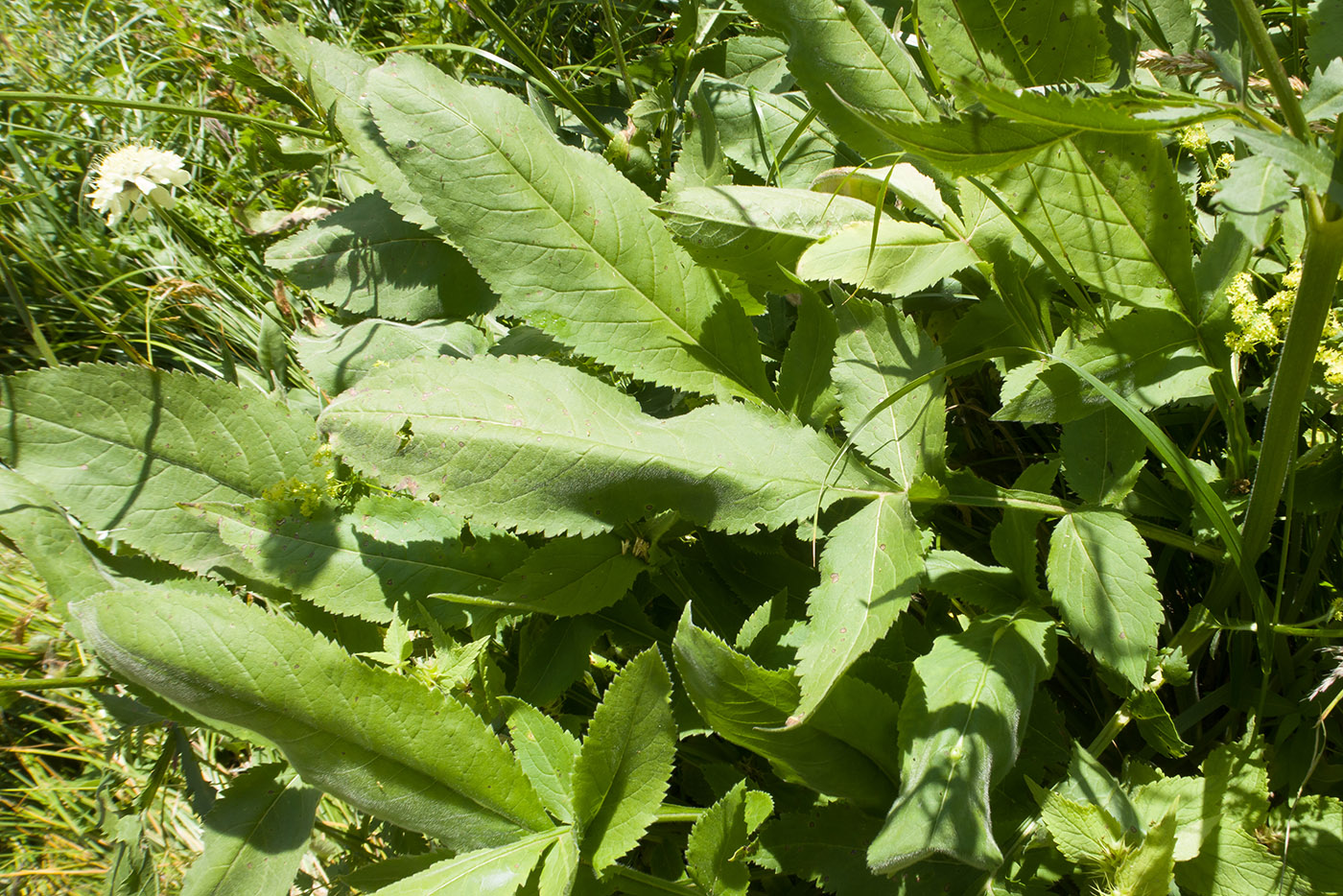 Image of Cephalaria gigantea specimen.