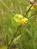 Смотреть изображение Rhinanthus serotinus