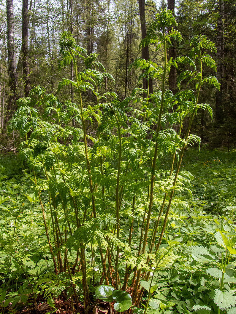 Image of Dryopteris expansa specimen.