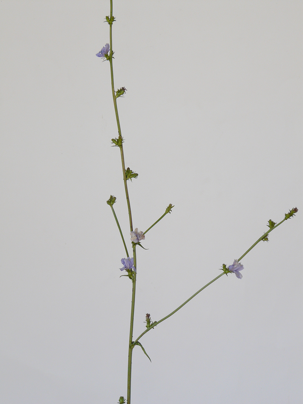 Image of Cichorium intybus specimen.