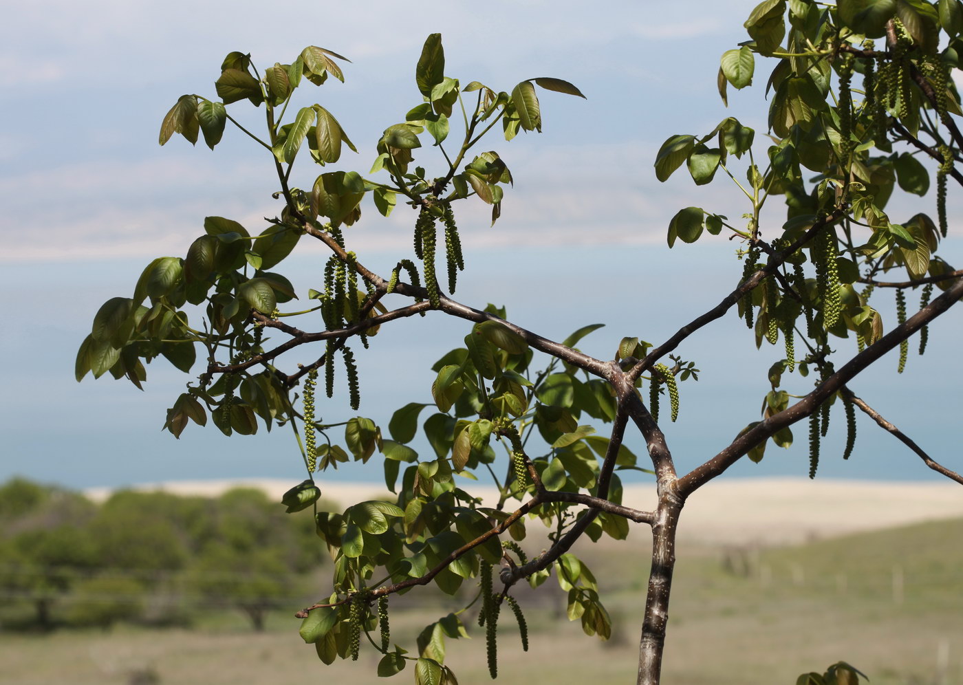 Изображение особи Juglans regia.