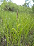 genus Carex. Верхушка побега с женскими и мужским (вверху) соцветиями. Карелия, Прионежский р-н, пос. Пай, заболоченный участок. 10.06.2023.