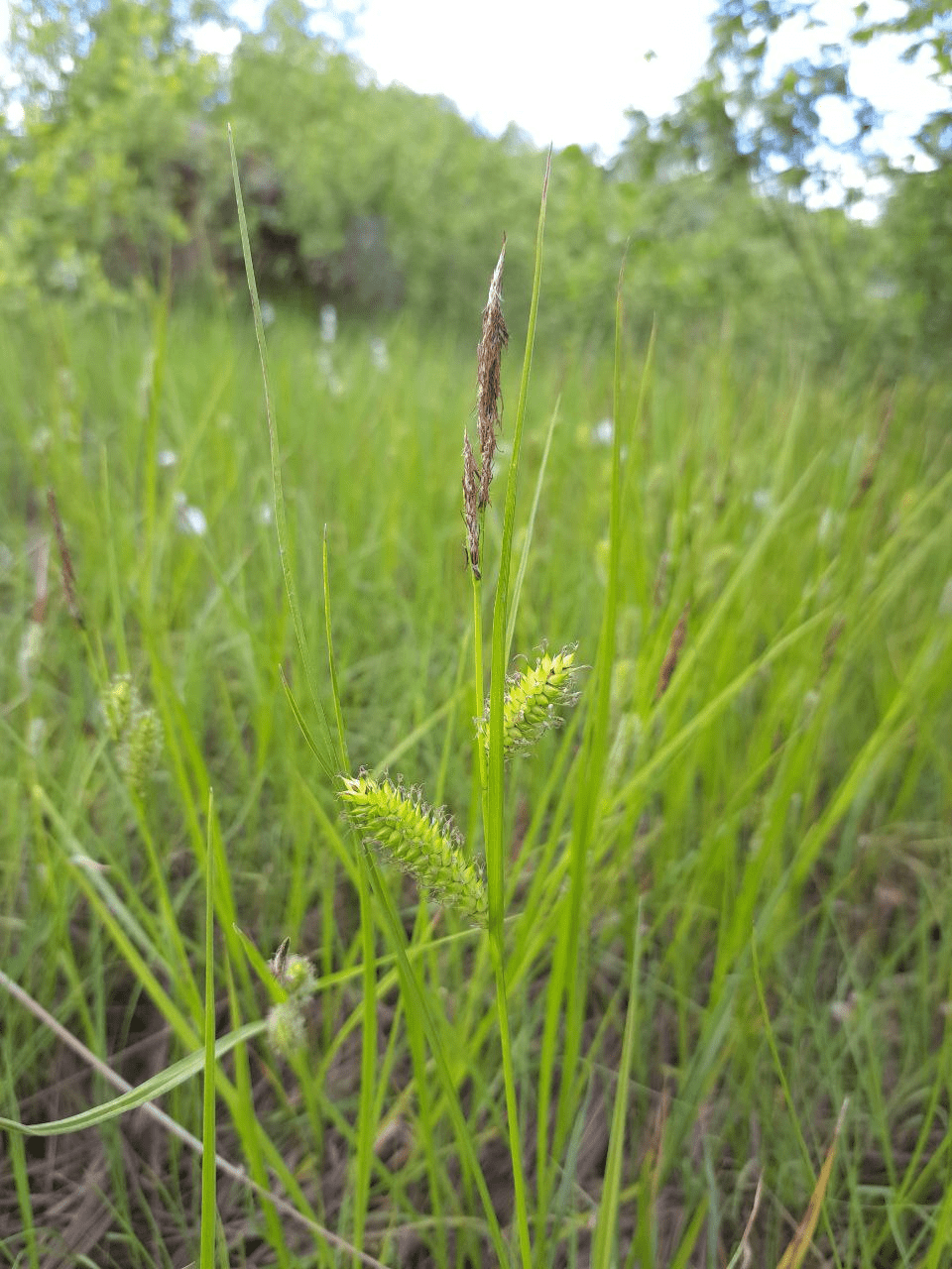 Image of genus Carex specimen.