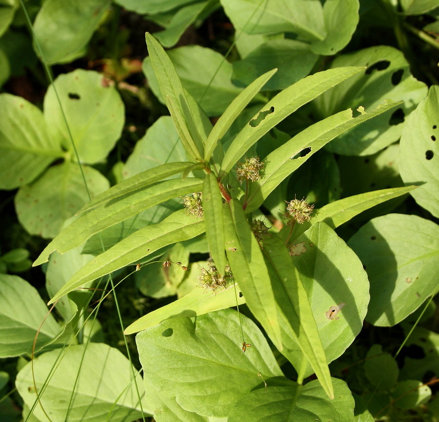 Image of Naumburgia thyrsiflora specimen.