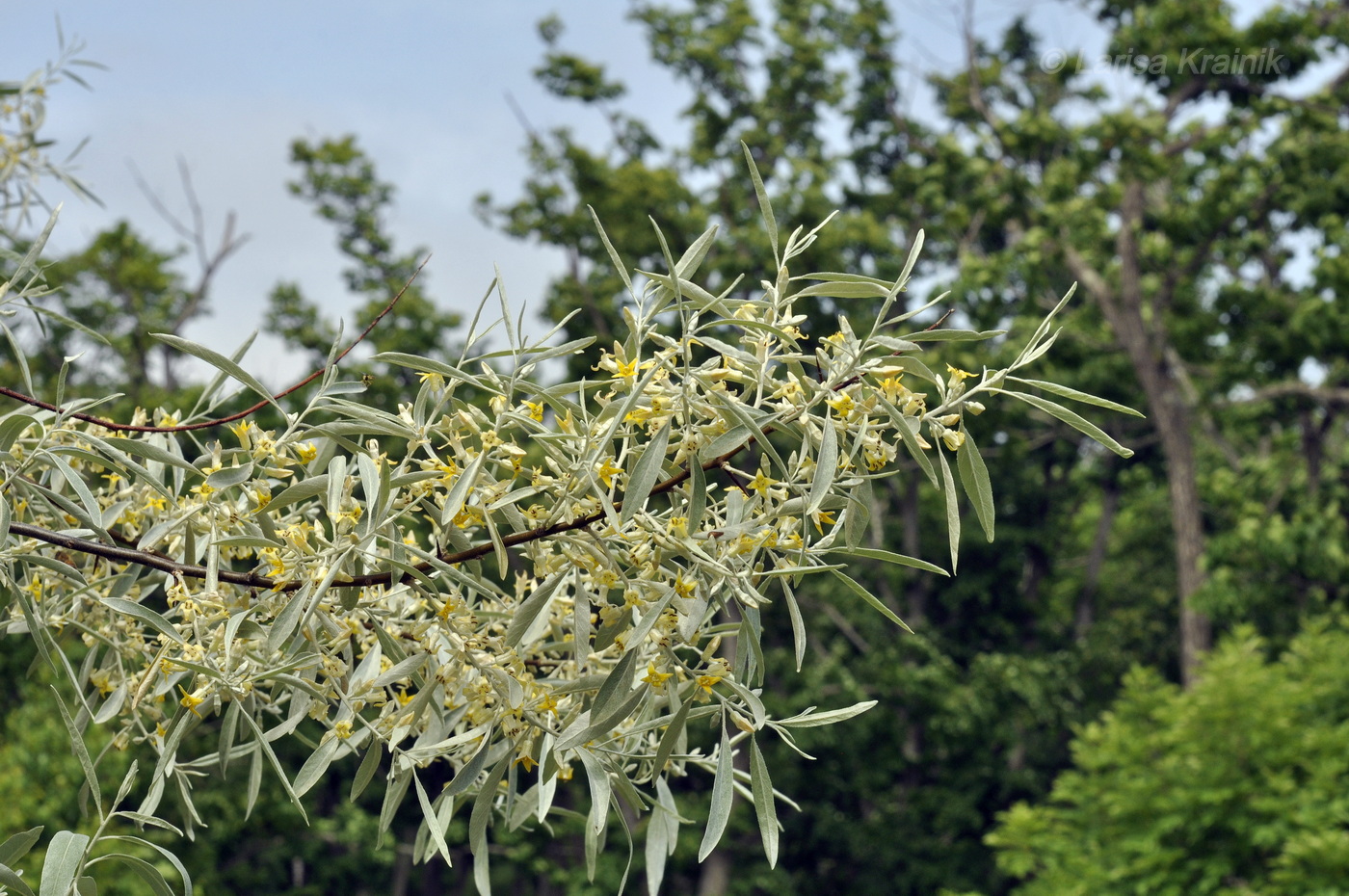 Изображение особи Elaeagnus angustifolia.