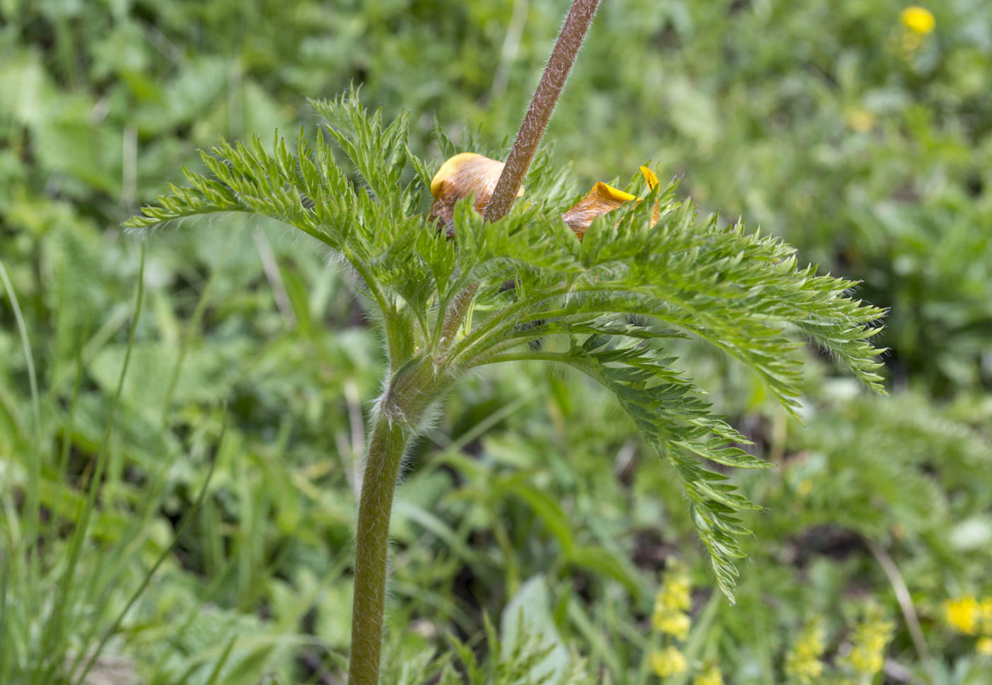 Image of Pulsatilla aurea specimen.