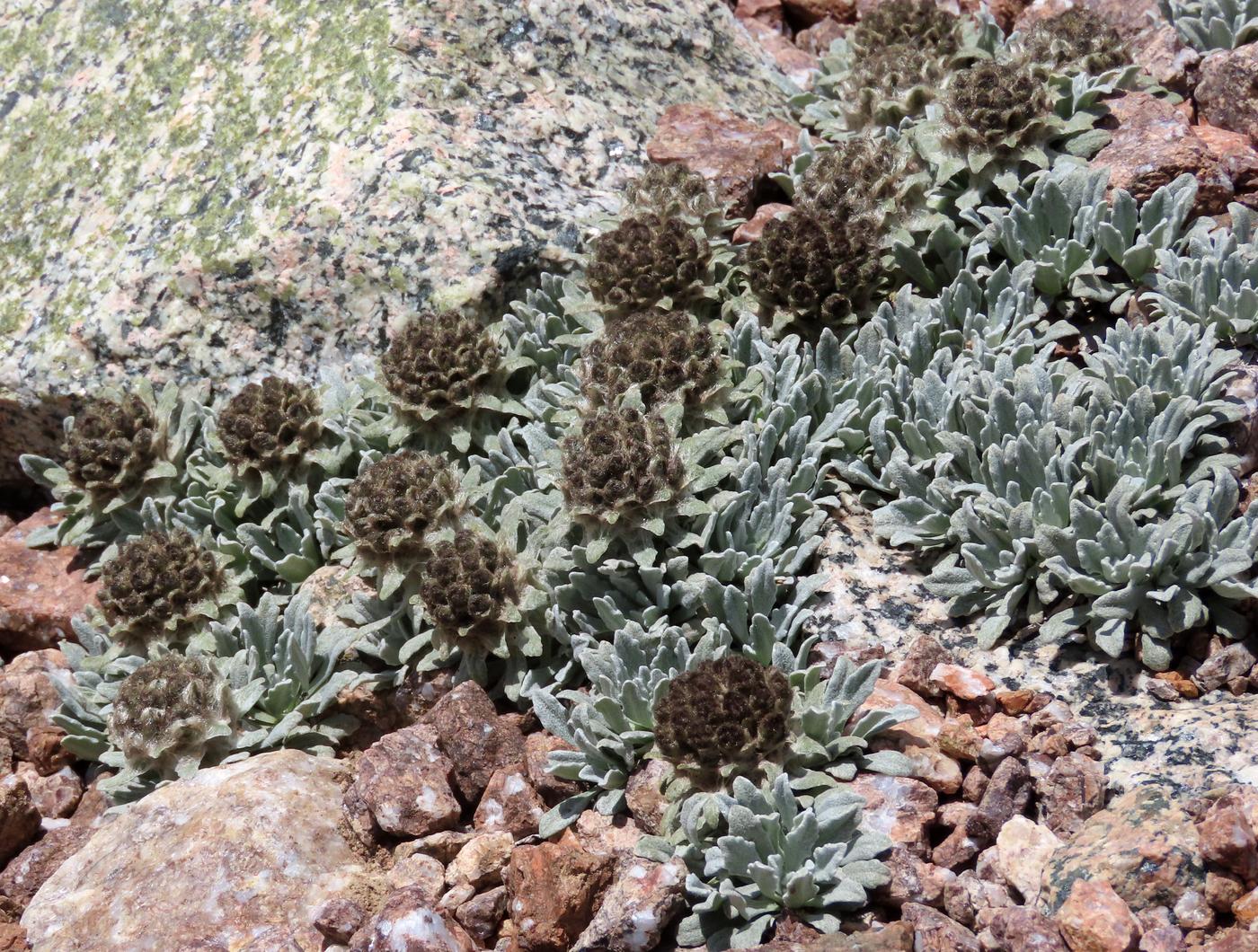 Image of Saussurea gnaphalodes specimen.