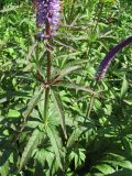 Veronicastrum virginicum