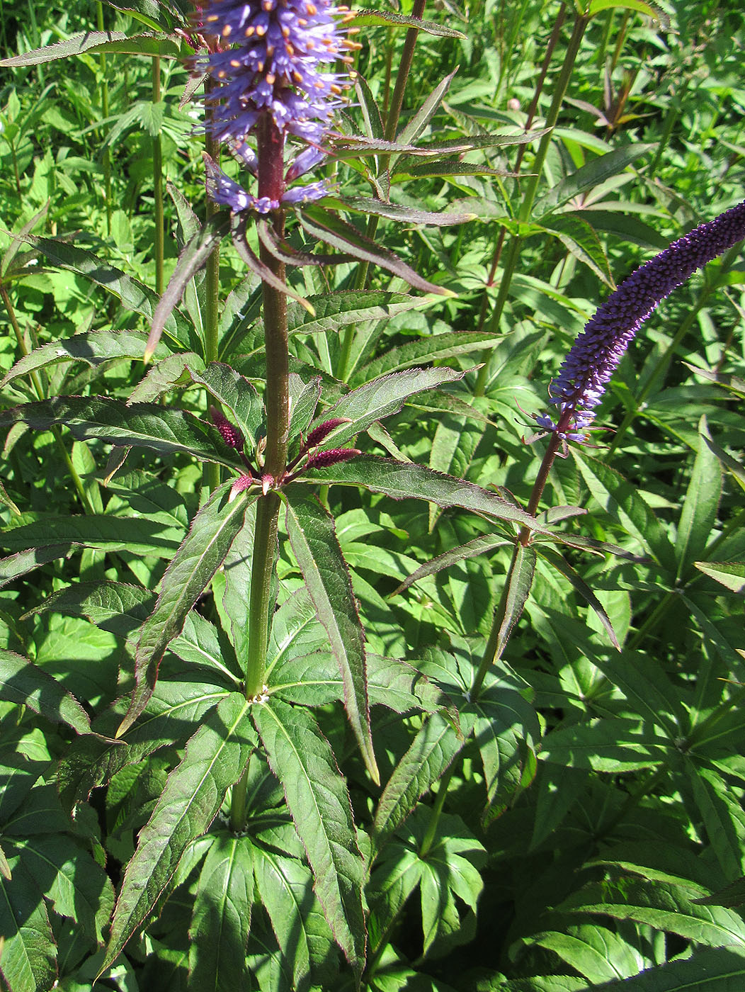 Изображение особи Veronicastrum virginicum.