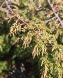 Juniperus sibirica