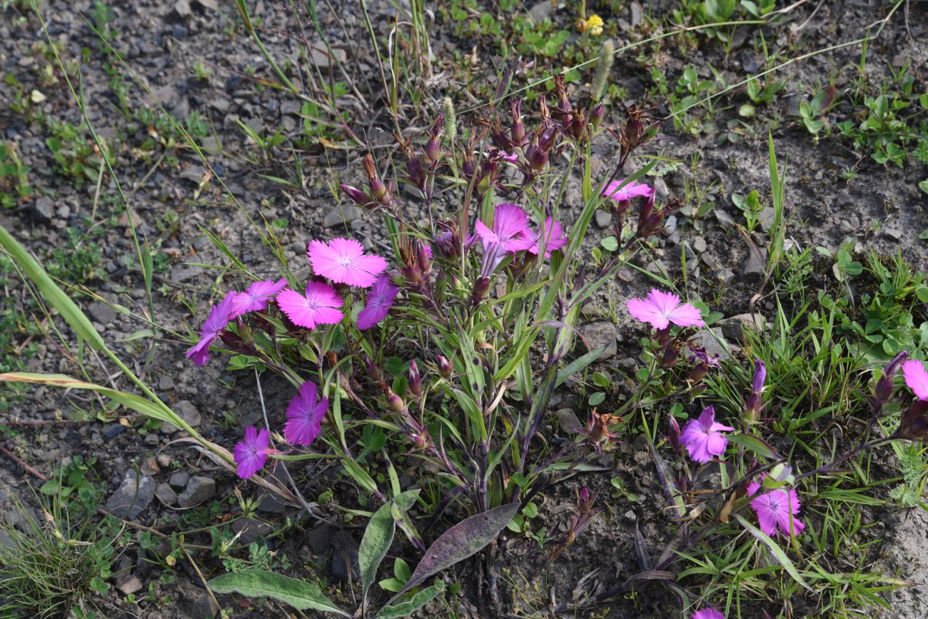 Image of Dianthus imereticus specimen.