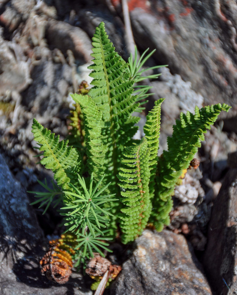 Изображение особи Dryopteris fragrans.