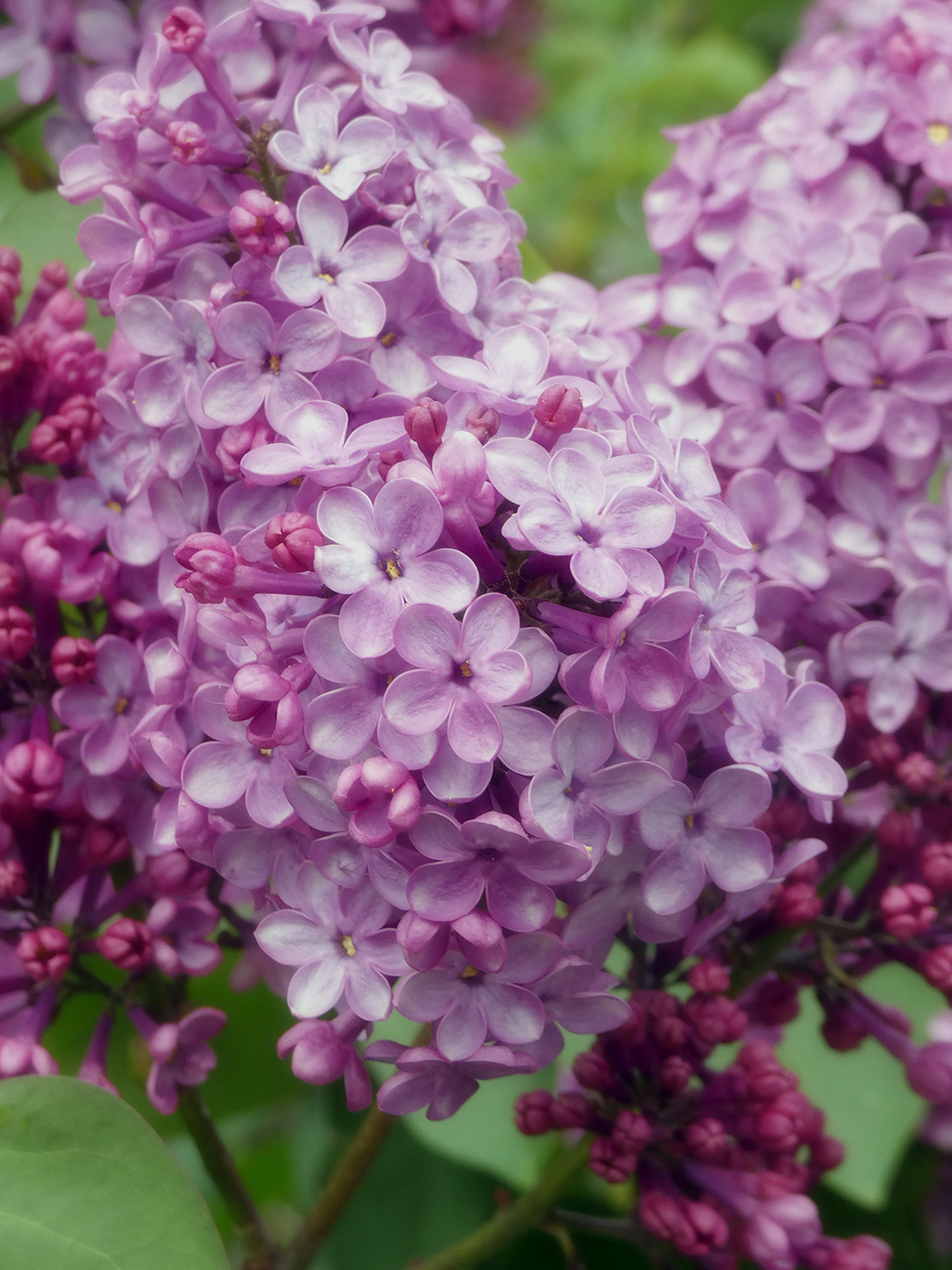 Image of Syringa vulgaris specimen.